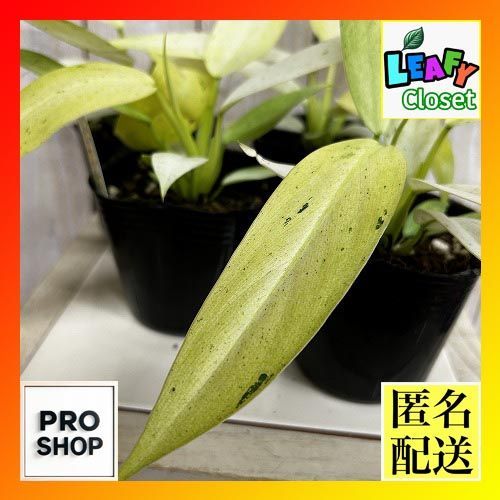 観葉植物 フィロデンドロン ホイップルウェイ 3号ポット(個体おまかせ1