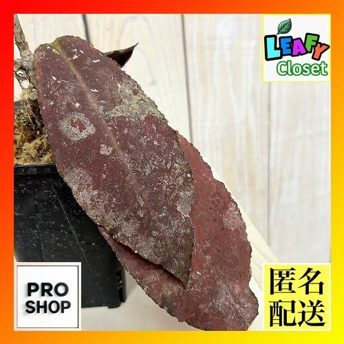 観葉植物　【個体B】ホヤ ウンデュラータ レッド 3号ロング角鉢(現品)　インテリア 室内 おしゃれ 可愛い かわいい(507275)
