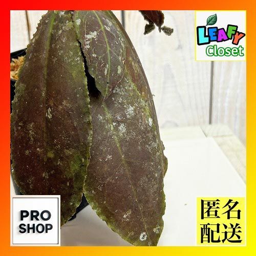観葉植物　【個体C】ホヤ ウンデュラータ レッド 3号ロング角鉢(現品)　インテリア 室内 おしゃれ 可愛い かわいい(507276)