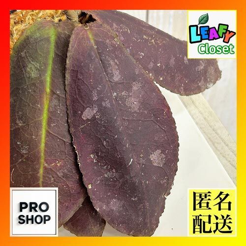 観葉植物　【個体D】ホヤ ウンデュラータ レッド 3号ロング角鉢(現品)　インテリア 室内 おしゃれ 可愛い かわいい(507277)