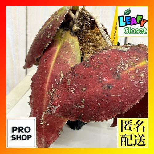 観葉植物　【個体E】ホヤ ウンデュラータ レッド 3号ロング角鉢(現品)　インテリア 室内 おしゃれ 可愛い かわいい(507278)