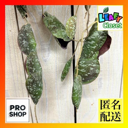 観葉植物　ホヤ インブリカータ 長尺吊り仕立て(現品)　インテリア 室内 おしゃれ 可愛い かわいい(507288)