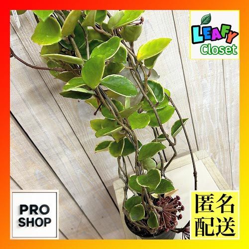 観葉植物　ホヤ カルノーサ アルボマジナータ 長尺吊り仕立て(現品)　インテリア 室内 おしゃれ 可愛い かわいい(507290)