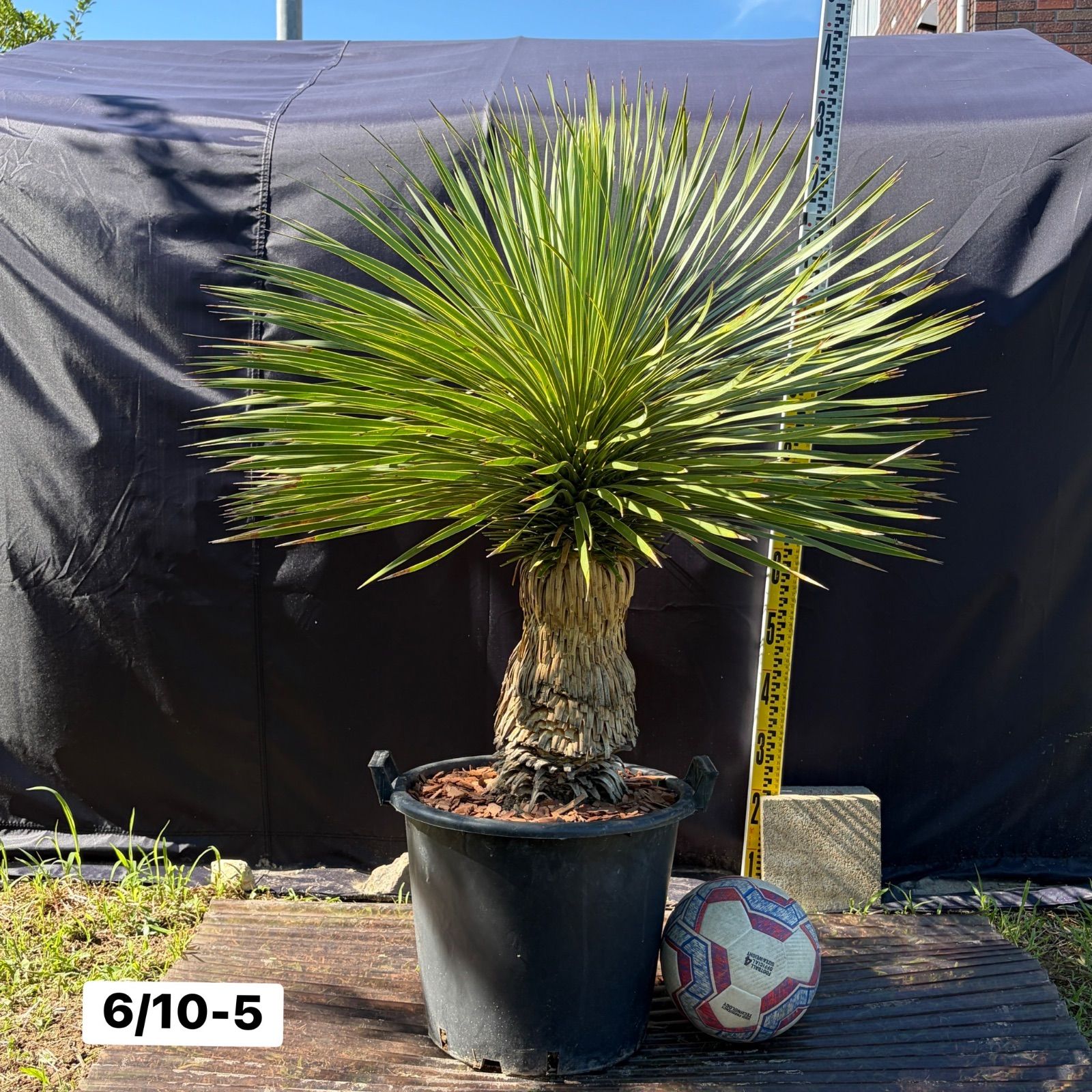 ユッカ ロストラータ 幹上がり 32 ユッカ ロストラータ Yucca rostrata