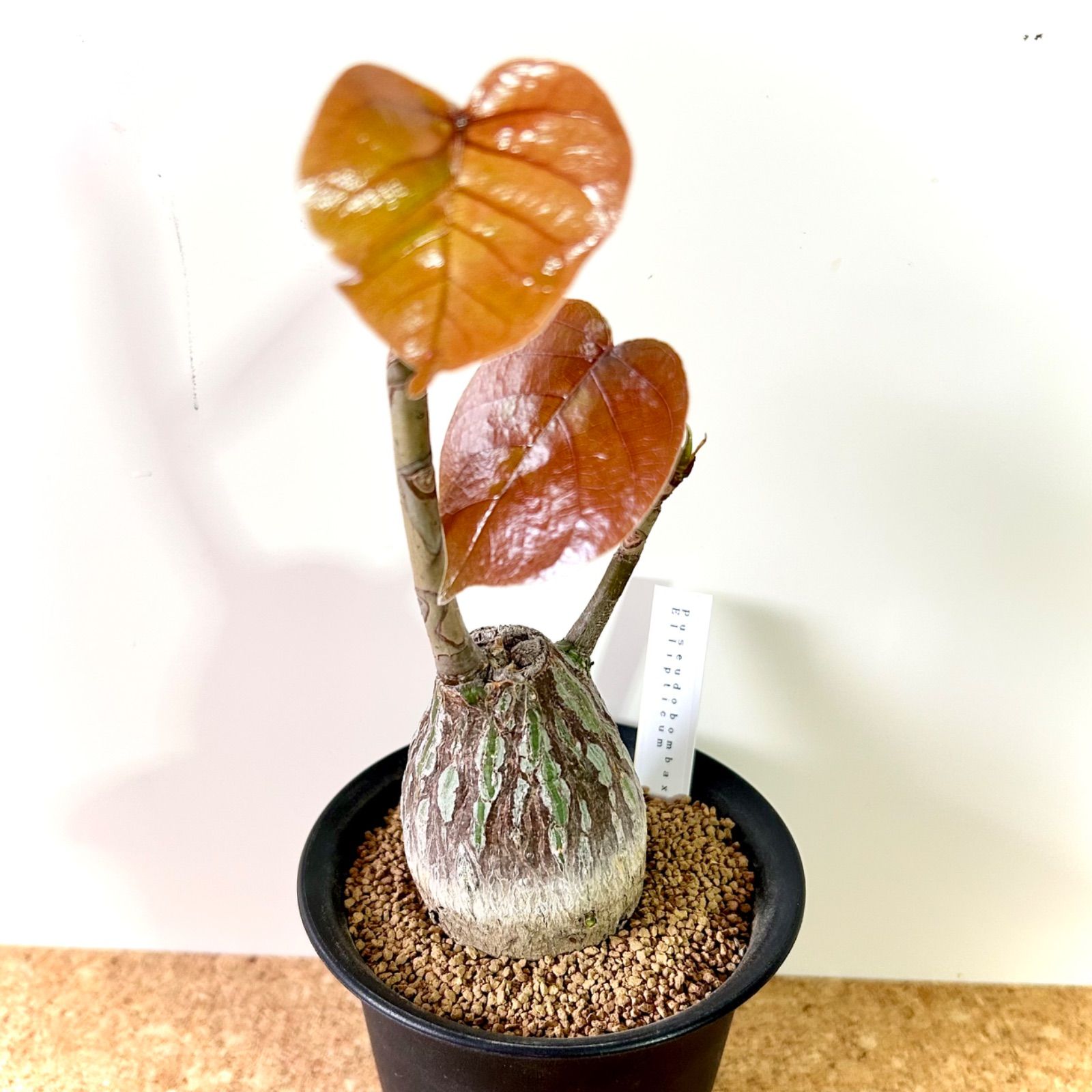 【良型】プセウドボンバックス エリプティクム / 多肉植物 コーデックス 塊根植物