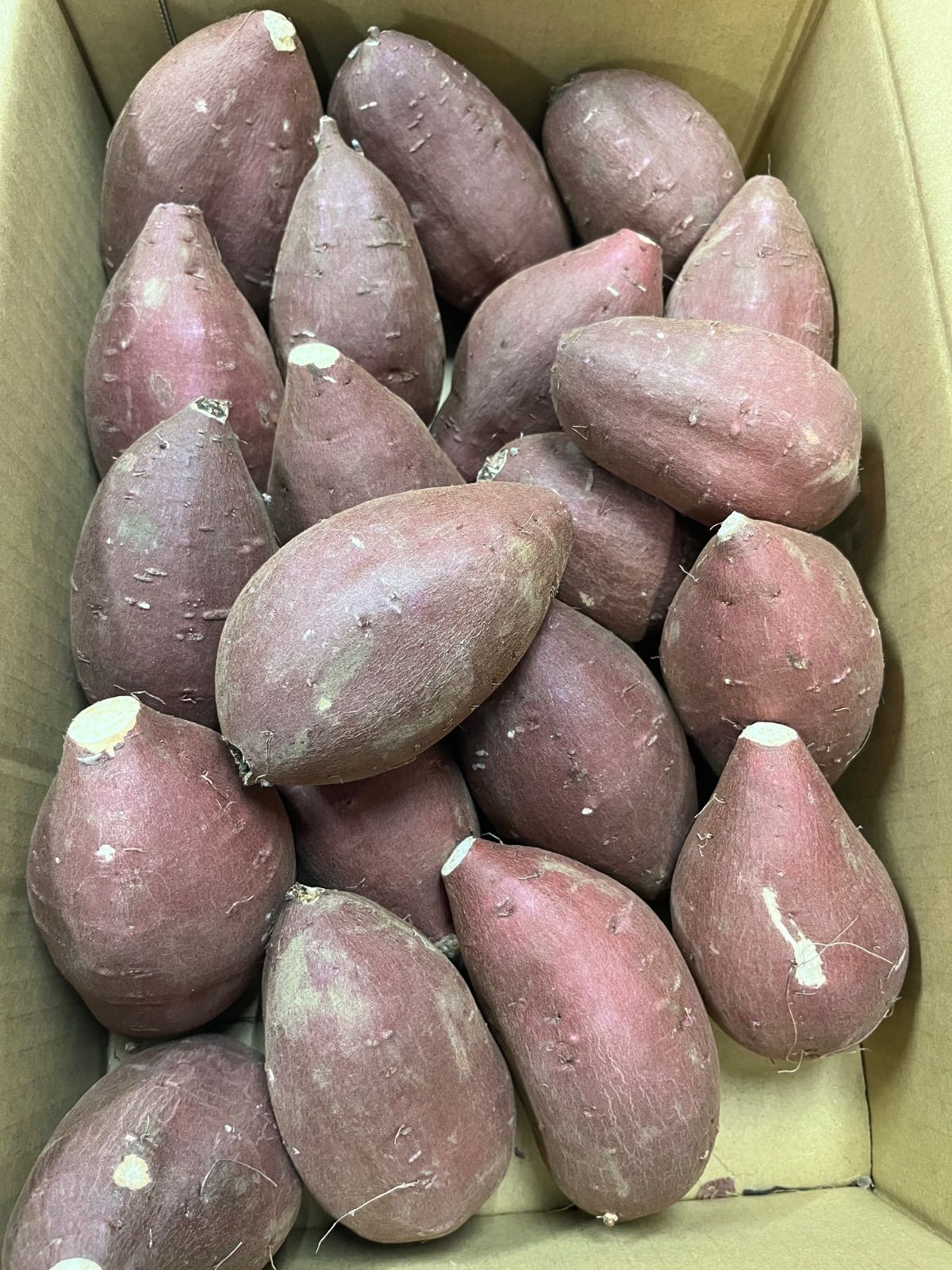 シルクスイート　丸Mサイズ　20kg　5kg入り4箱分　茨城県産　さつま芋