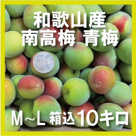 【M～Lサイズ】南高梅 青梅 秀品 箱込10kg
