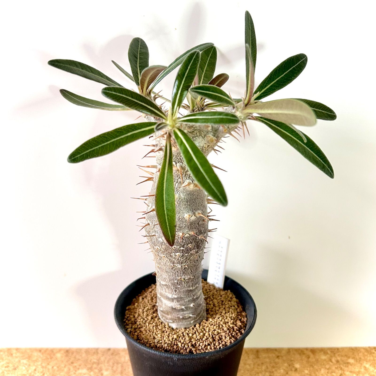 良型】多頭 パキポディウム ホロンベンセ / 塊根植物 コーデックス 