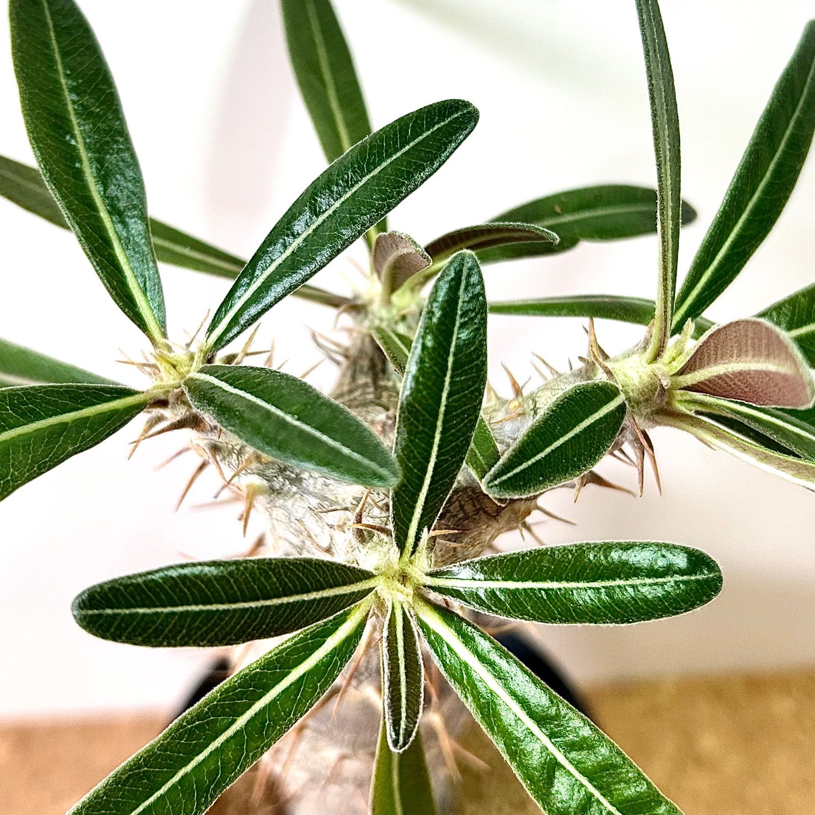 良型】多頭 パキポディウム ホロンベンセ / 塊根植物 コーデックス 