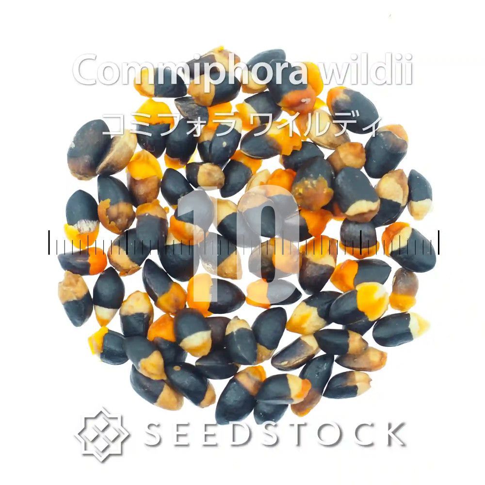 [種子] コミフォラ ワイルディ 10粒｜SEEDSTOCK