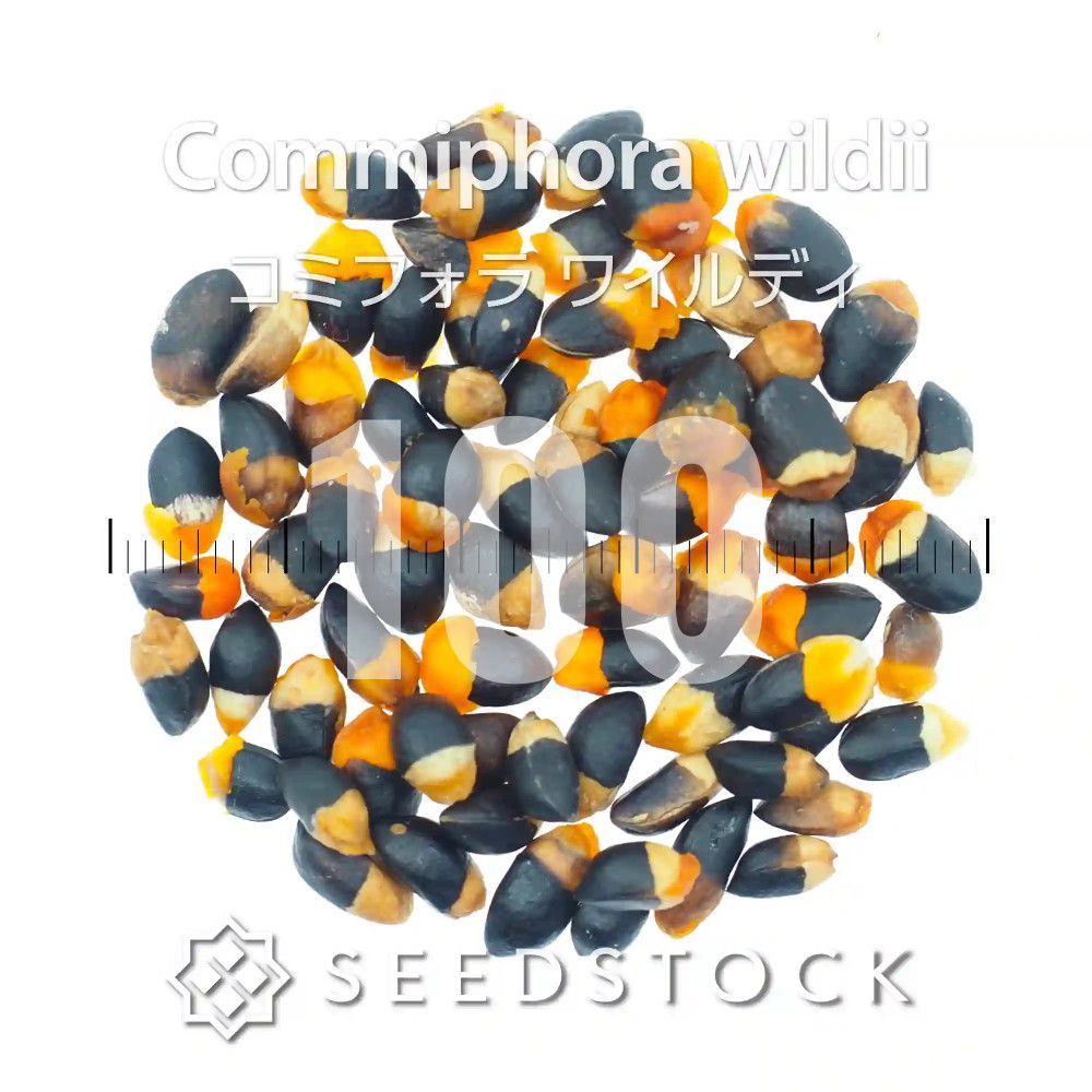 [種子] コミフォラ ワイルディ 100粒｜SEEDSTOCK