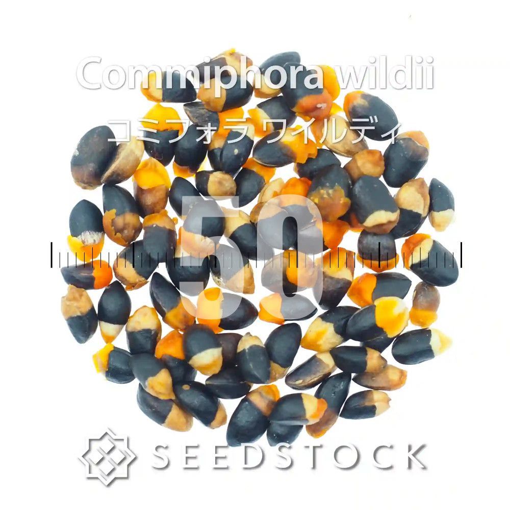 [種子] コミフォラ ワイルディ 50粒｜SEEDSTOCK