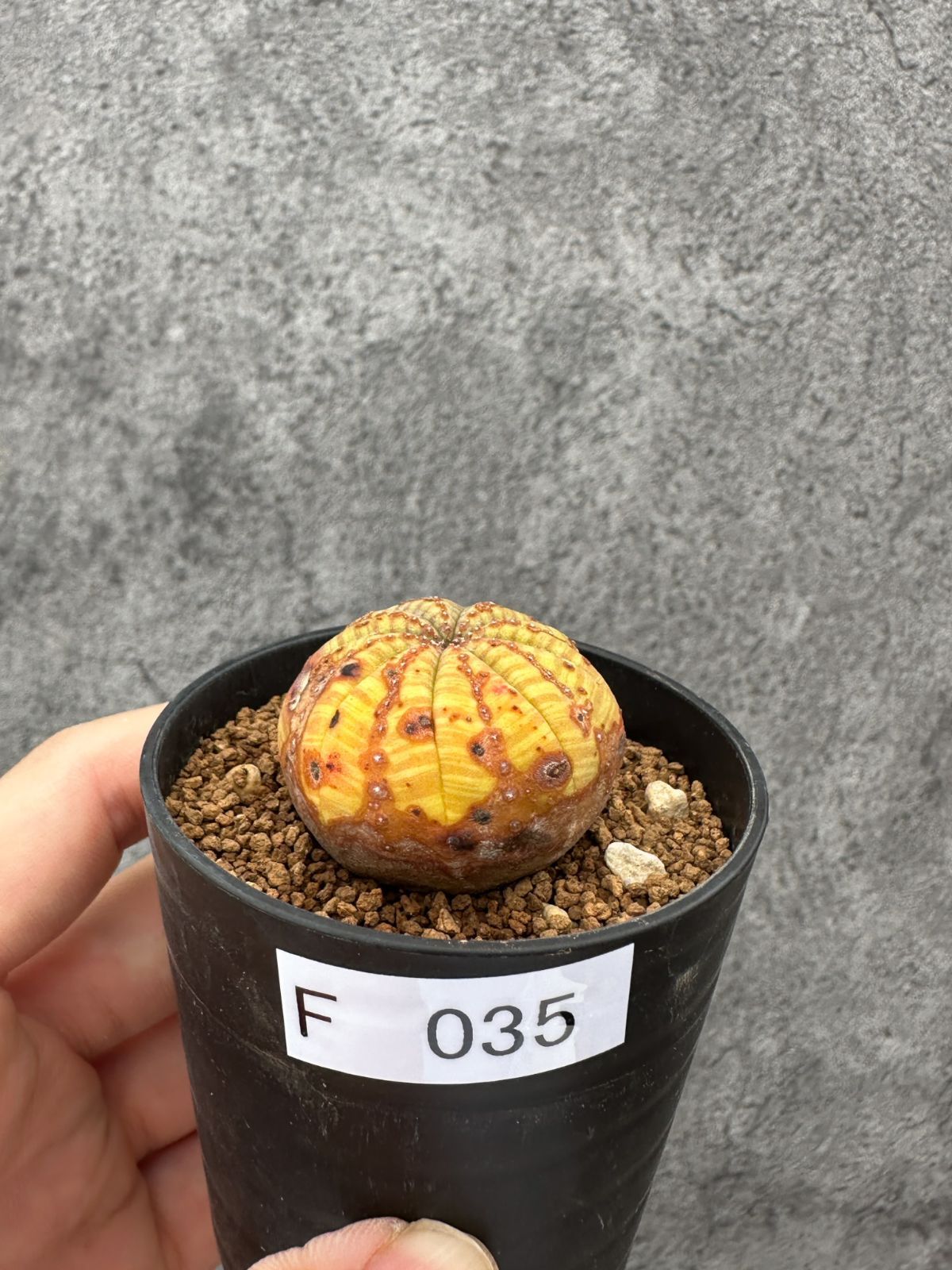 観葉植物 【現品限り】ユーフォルビア・オベサ 実生【F35】 Euphorbia