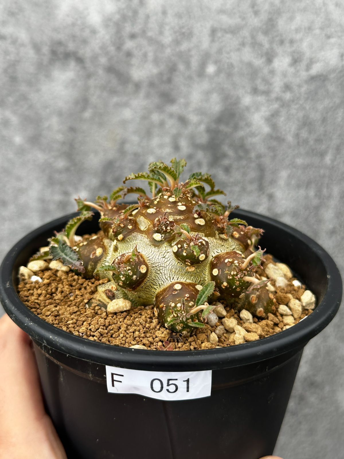 【現品限り】ドルステニア・こぼれ種からの苗 魅力的な形。この形は作れません、1点しか無いです 実生【F51】 Dorstenia sp.