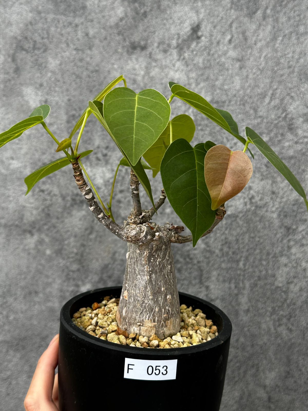 【現品限り】プセウドボンバックス・エリプティクム【F53】 Pseudobombax ellipticum