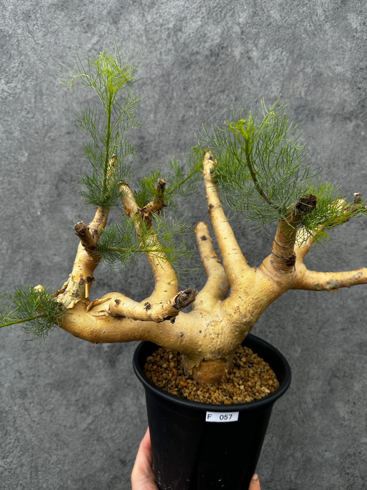 【現品限り】コミフォラ・クラウセリアーナ 現地株 発根済み 大株 幹太【F57】 Commiphora kraeuseliana