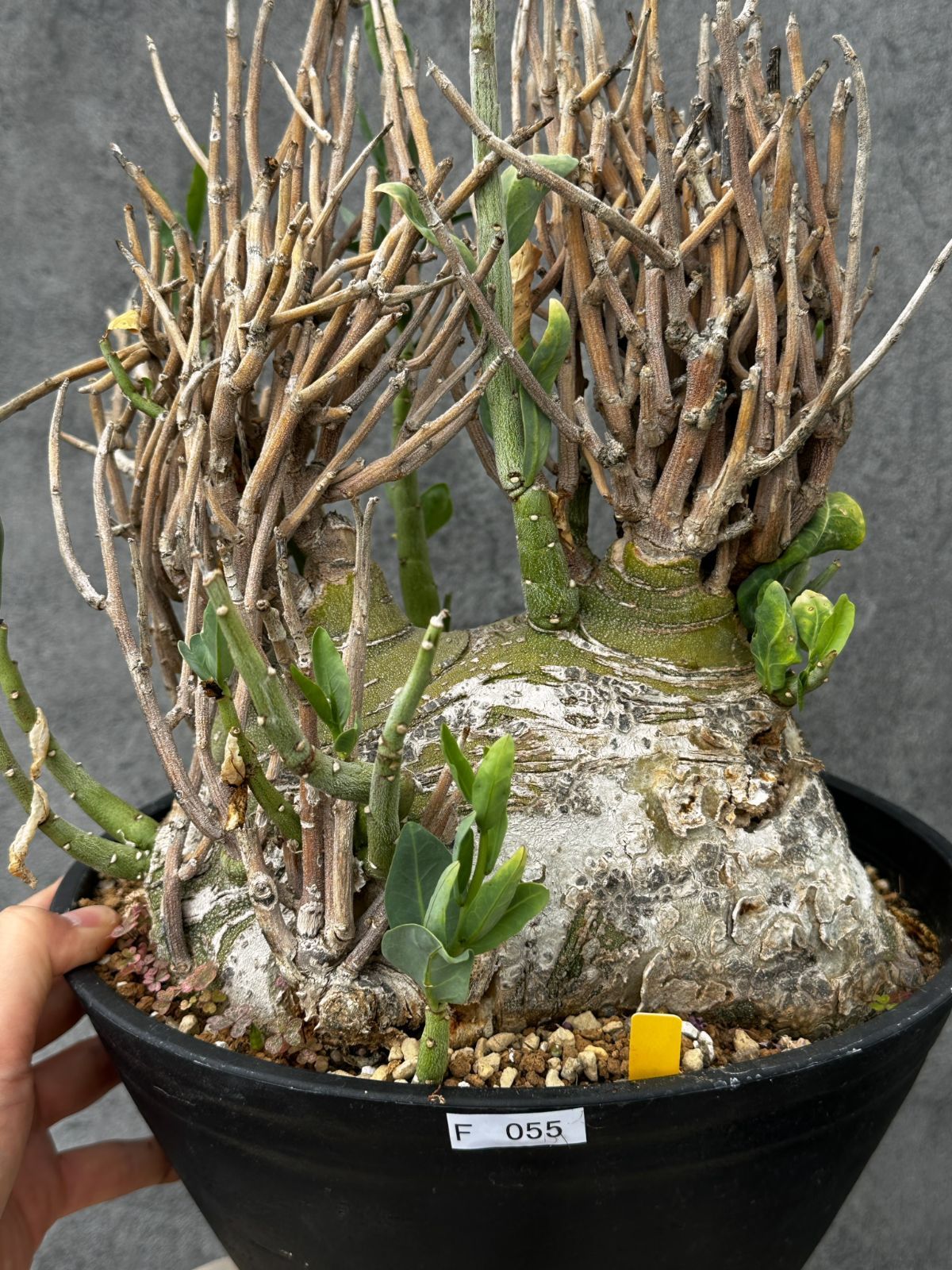 【現品限り】アデニア・ペチュエリー 現地株 大株 発根済み 約2年管理【F55】 Adenia pechuelii
