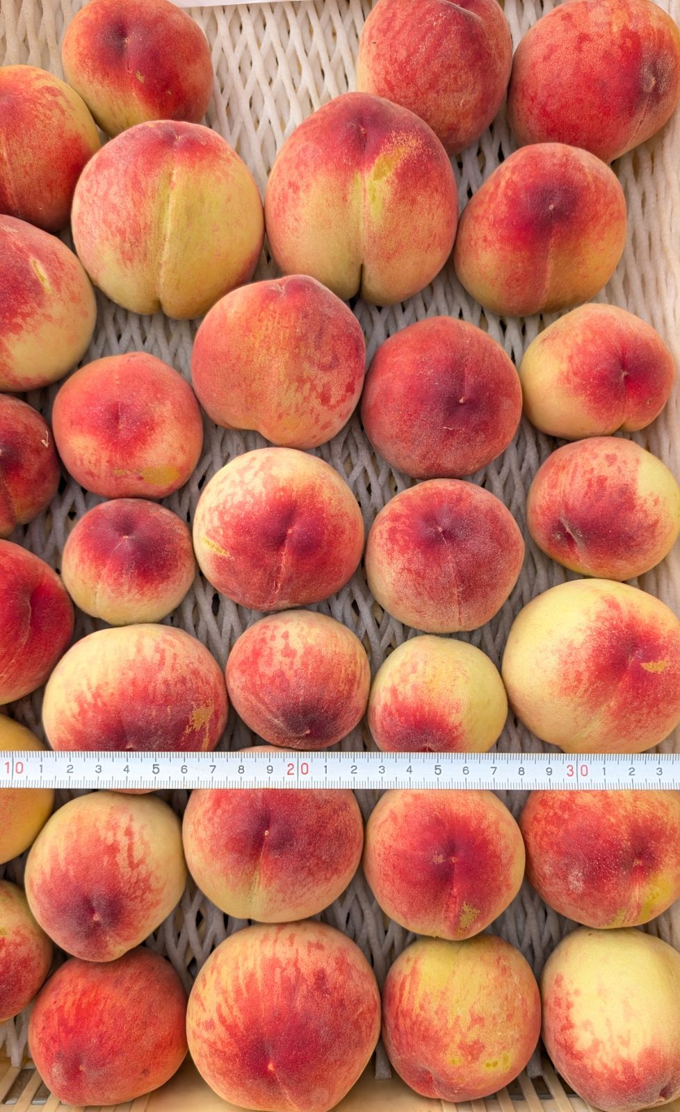 B級品】朝採り！山梨県産ちよひめ桃5kg - メルカリ