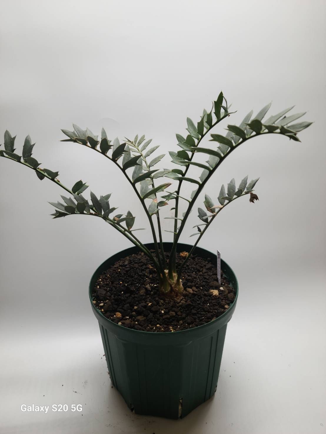 エンセファラルトス ホリダス 鉢上30cm !塊茎4cm！Encephalartos horridus nom-3 美ブルーリーフ！ 44,100円