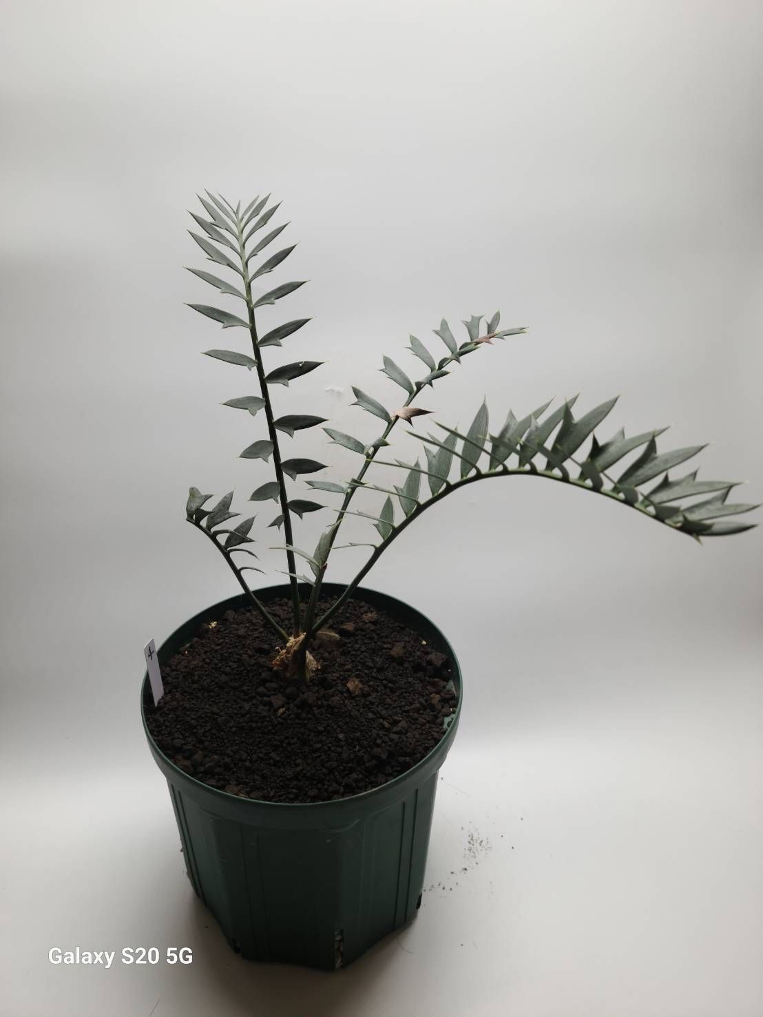 エンセファラルトス ホリダス 鉢上31cm !塊茎4cm！Encephalartos horridus m-4 美ブルーリーフ！