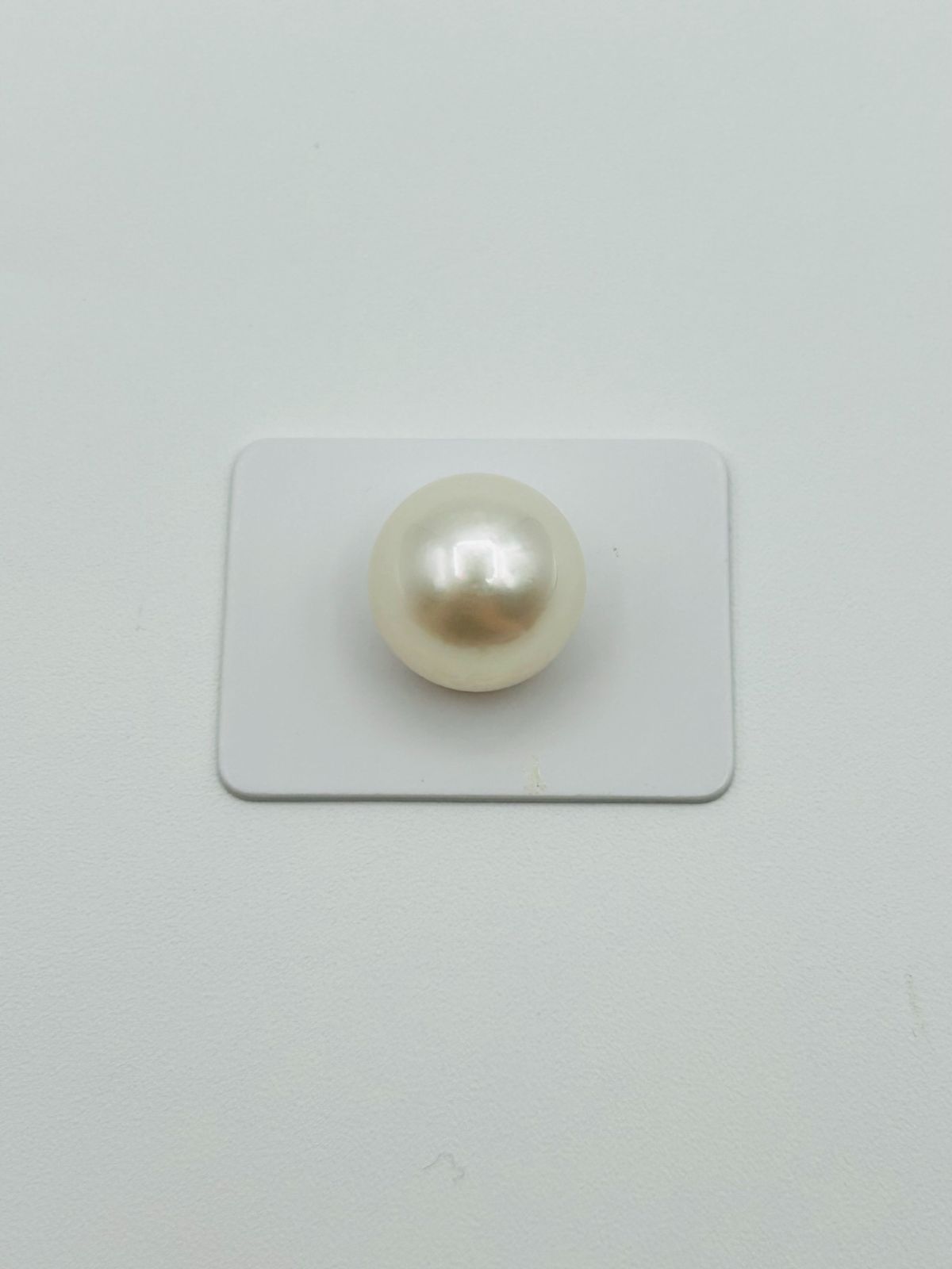「超ビッグサイズ！」南洋 白蝶 パール ルース 16.6ミリ 無穴 South Sea Pearl