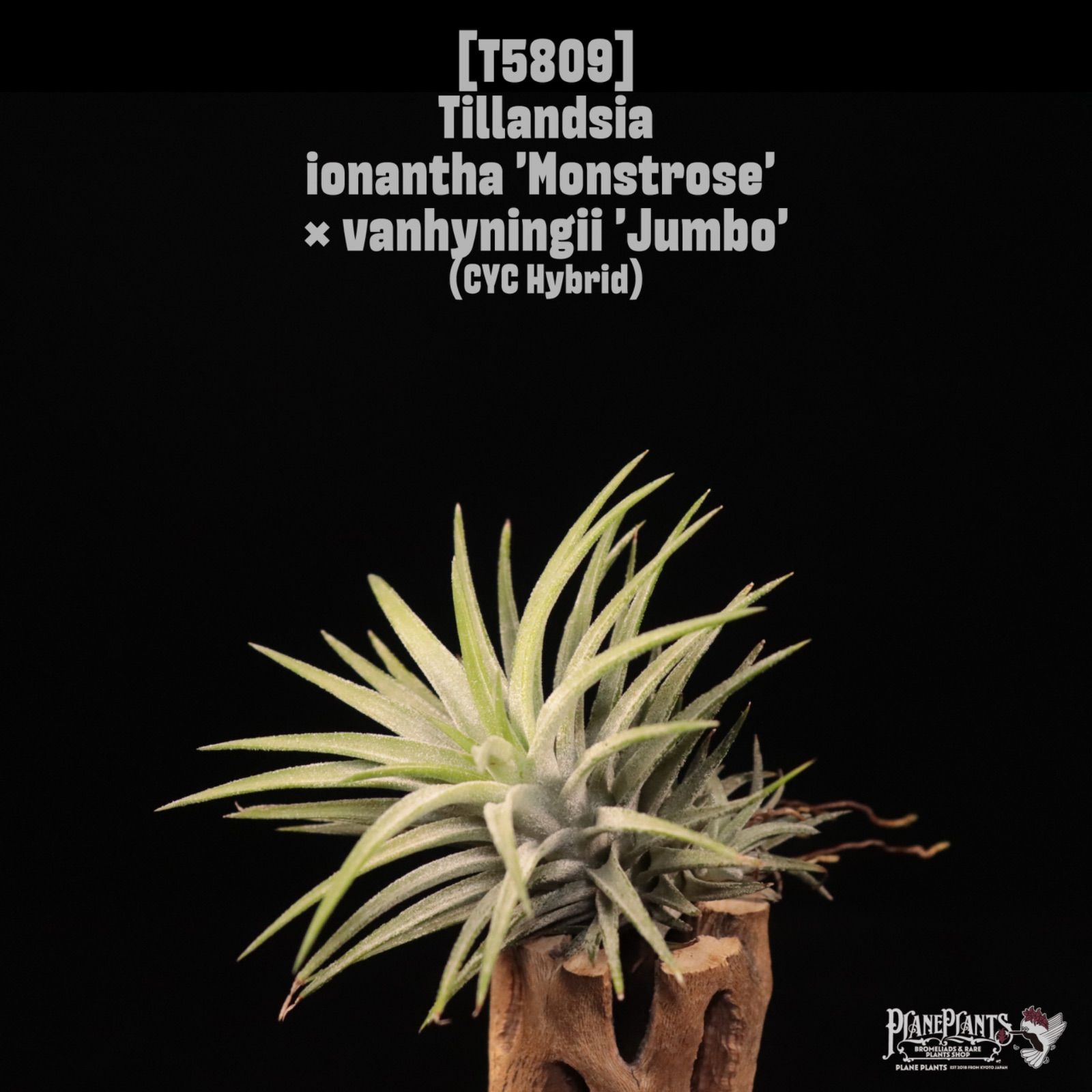 Tillandsia ionantha 'Monstrose' x vanhyningii 'Jumbo'〔ティランジア〕T5809 /@planeplants