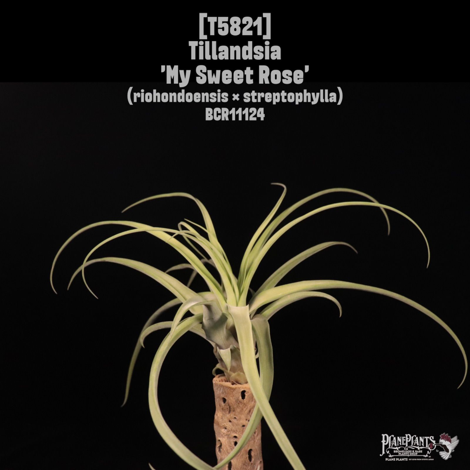 Tillandsia 'My Sweet Rose'〔ティランジア〕T5821 /@planeplants