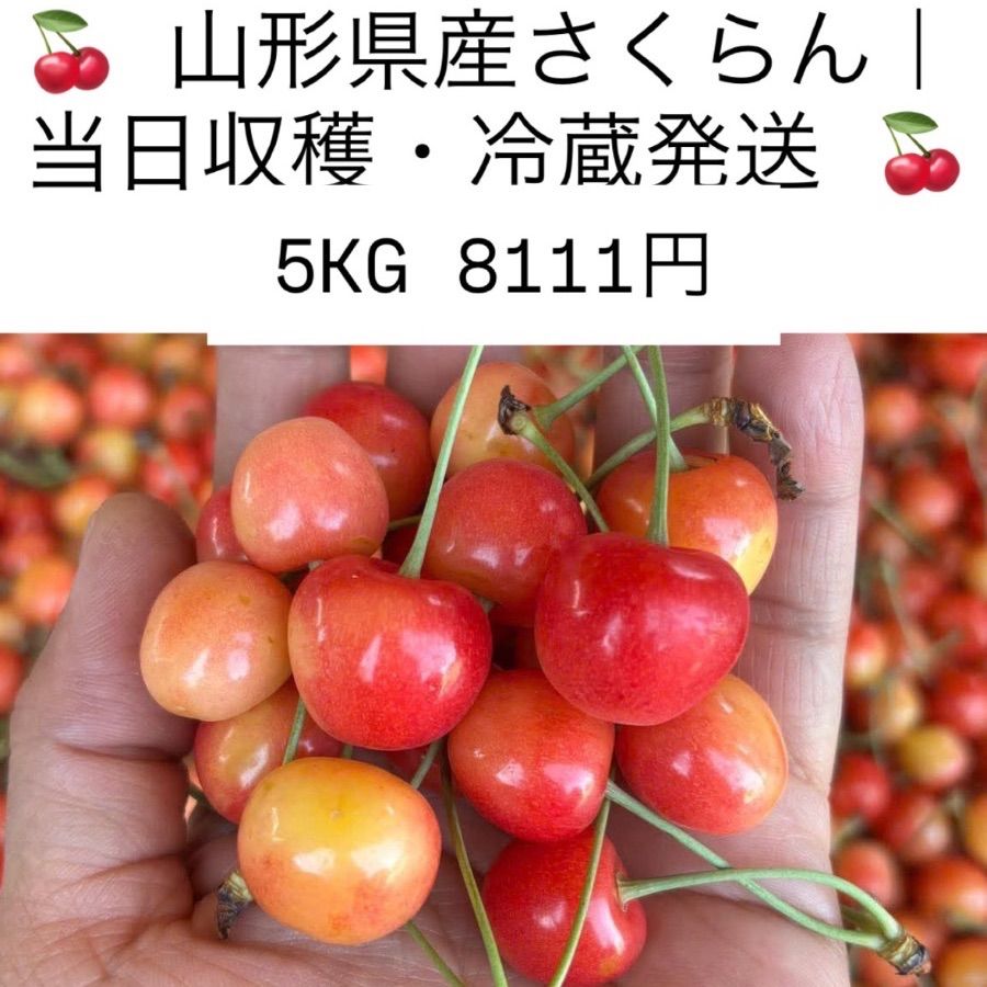 朝採れさくらんぼ｜鮮度抜群・当日発送 5kg 冷蔵便