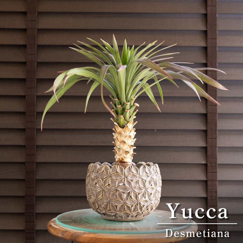 ユッカ デスメティアーナ Yucca Desmetiana ヤシ 幹立ち 5号 陶器鉢 0610GG