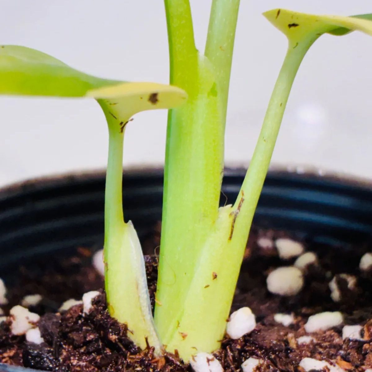 モンステラ デリシオーサ イエローマリリン 黄斑入り DH2 - メルカリ