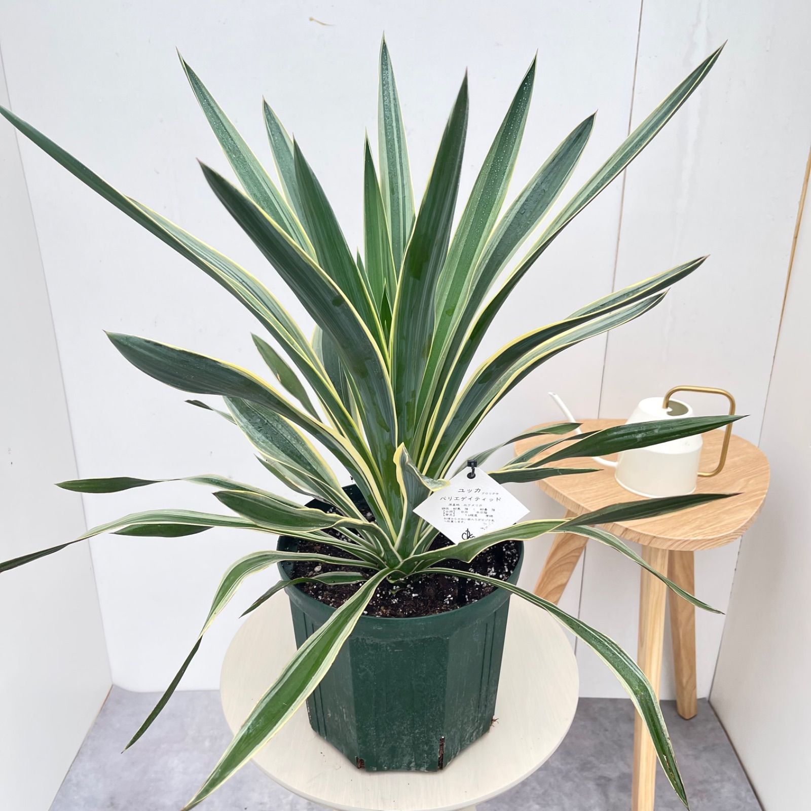 ユッカ グロリオサ バリエガータ 9【現品】観葉植物 屋外 ドライ