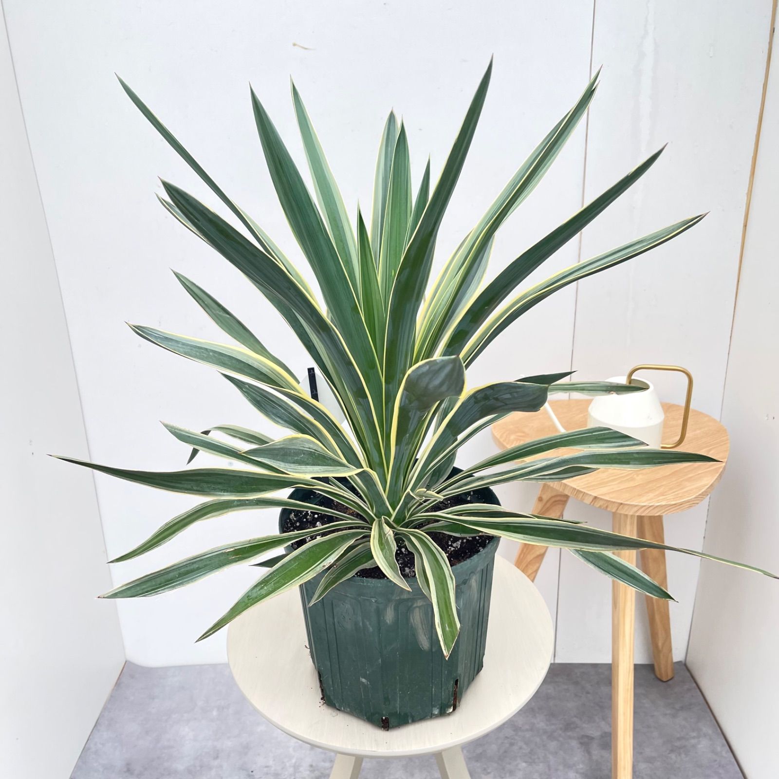ユッカ グロリオサ バリエガータ 9【現品】観葉植物 屋外 ドライ