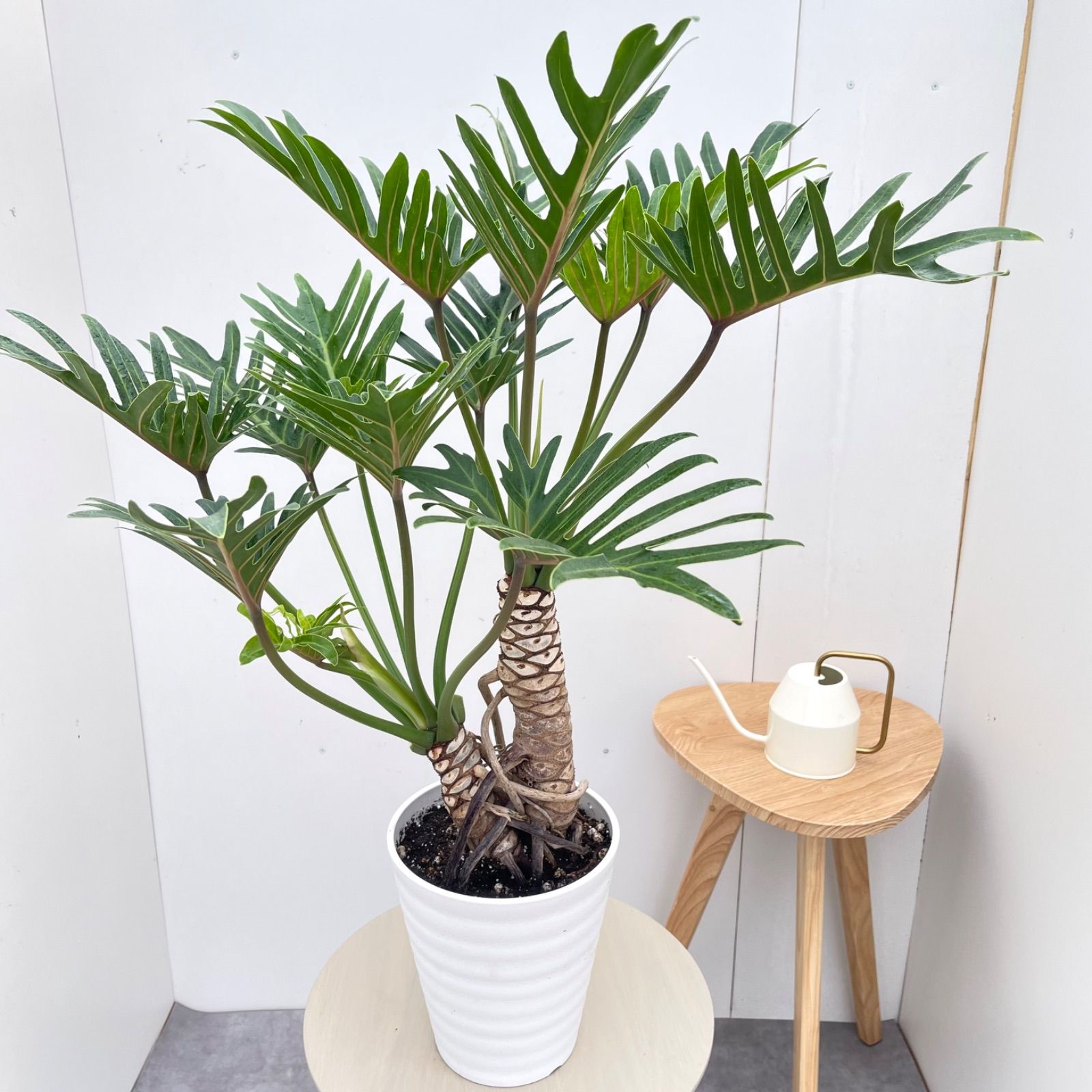 フィロデンドロン　ジャイアントザナドゥ　幹上がり　1【現品】観葉植物　室内　7号