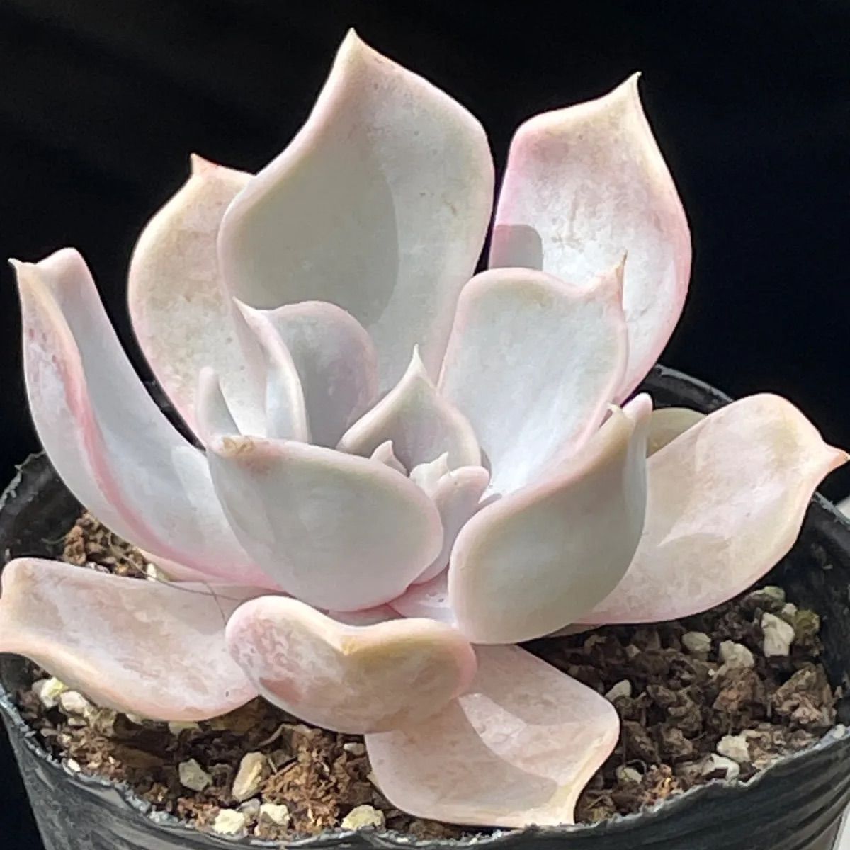 ❤️専用出品❤️リラシナ錦❤️ 葉挿しっ子抜き苗③ 多肉植物♡リラシナ❤︎抜き苗(根付き) - メルカリ