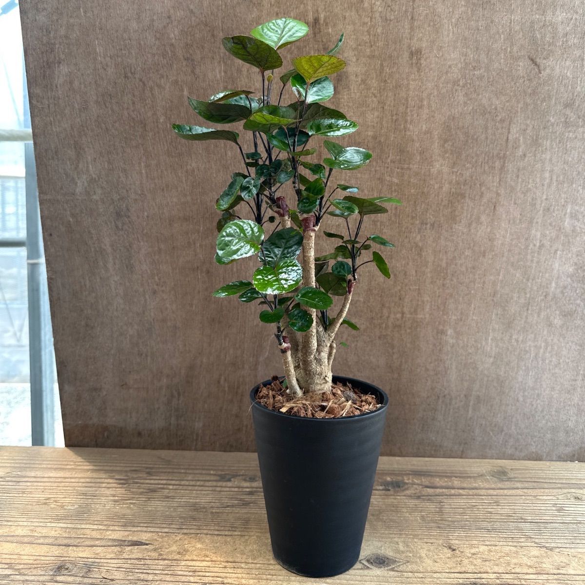 ポリシャス ファビアン ブランチ ④ 現品 プラ鉢 Polyscias