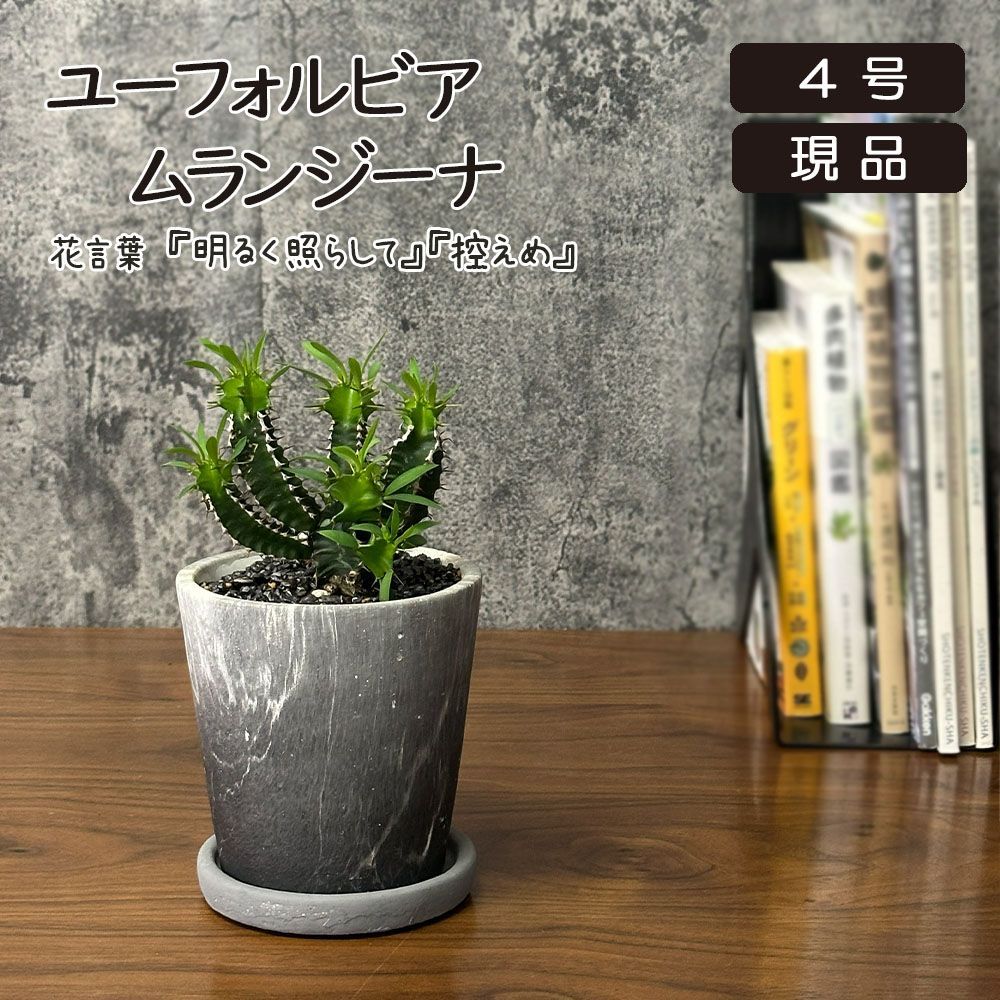 観葉植物 希少品種 ユーフォルビア ムランジーナ 【現品】 陶器鉢 レア ミニ おしゃれ 小さい 鉢植え お祝い 誕生日 父の日 引越祝い 新築祝い インテリア 送料無料