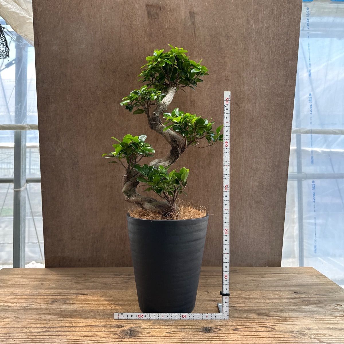 ガジュマル 昇り龍 仕立て 黒プラスチックポット 現品 Ficus