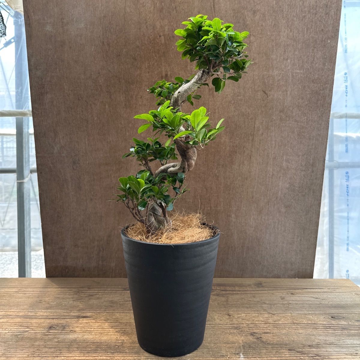 ガジュマル 昇り龍 仕立て 黒プラスチックポット 現品 Ficus
