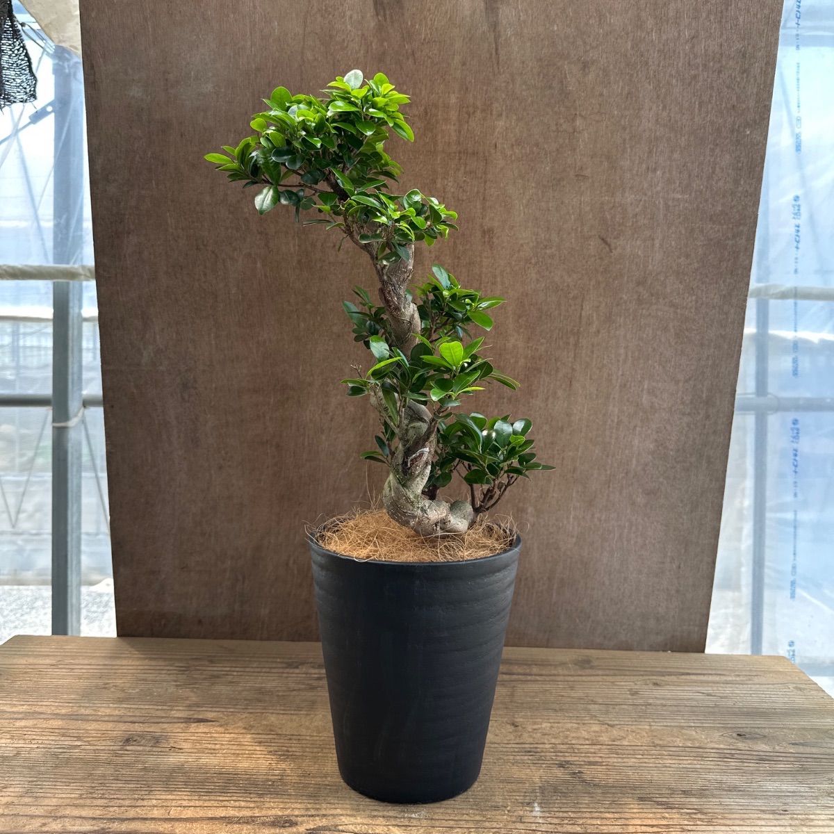 ガジュマル 昇り龍 仕立て 黒プラスチックポット 現品 Ficus