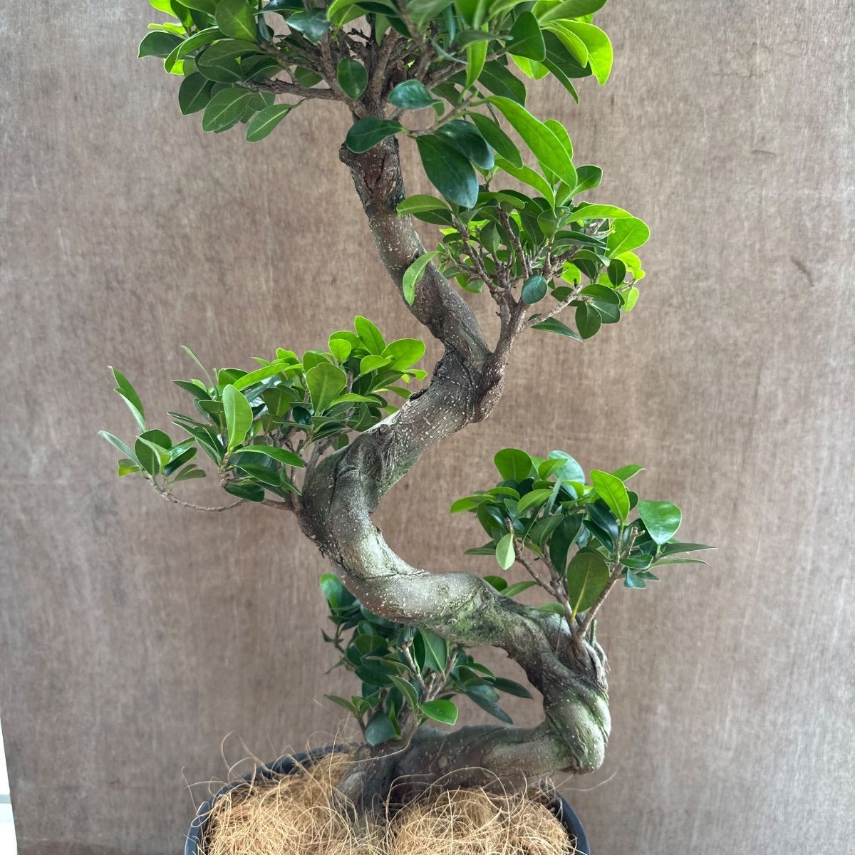 ガジュマル 昇り龍 仕立て 黒プラスチックポット 現品 Ficus