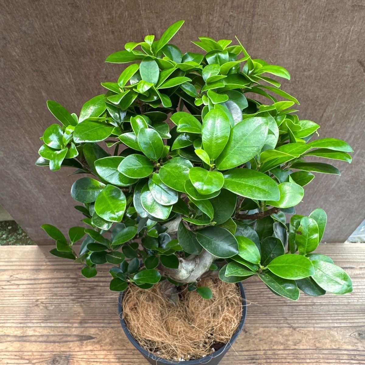 ガジュマル 昇り龍 仕立て 黒プラスチックポット 現品 Ficus