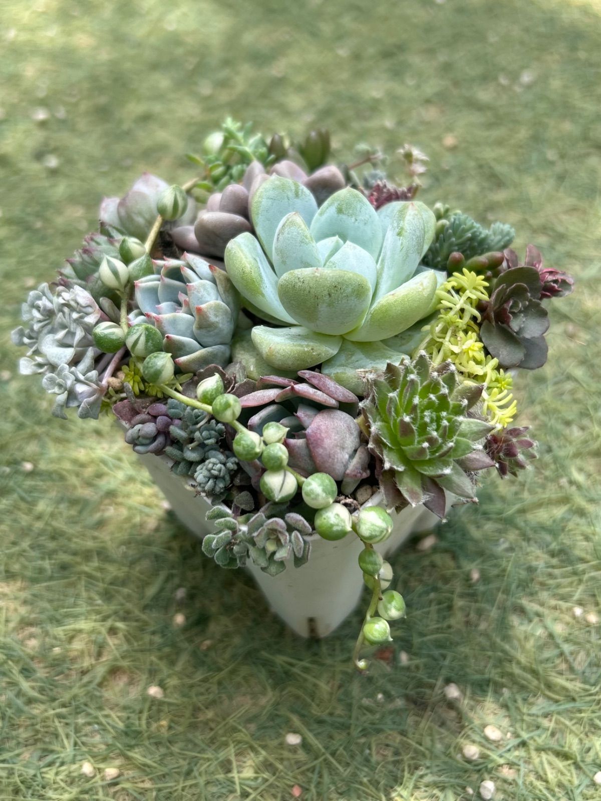 多肉植物 寄せ植えセット 抜き苗 - メルカリ