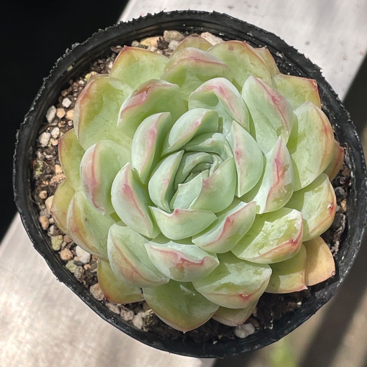 多肉植物♡花月夜✖️エボニー❤︎抜き苗(根付き) - メルカリ