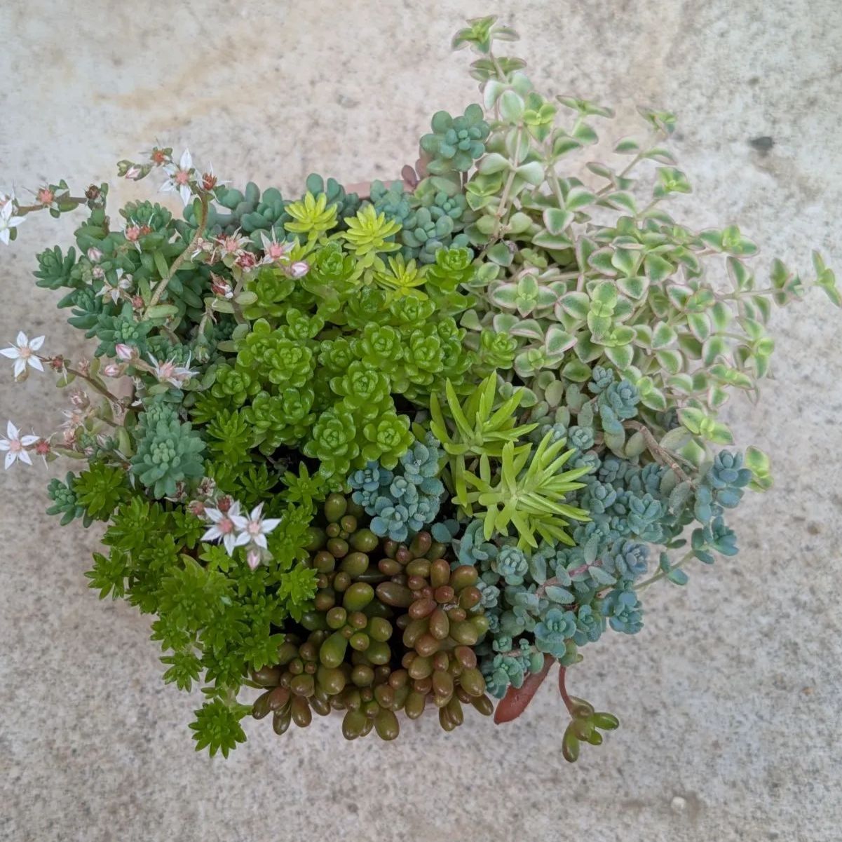 多肉植物 抜き苗 セダム寄せ植えセット 9センチ - メルカリ