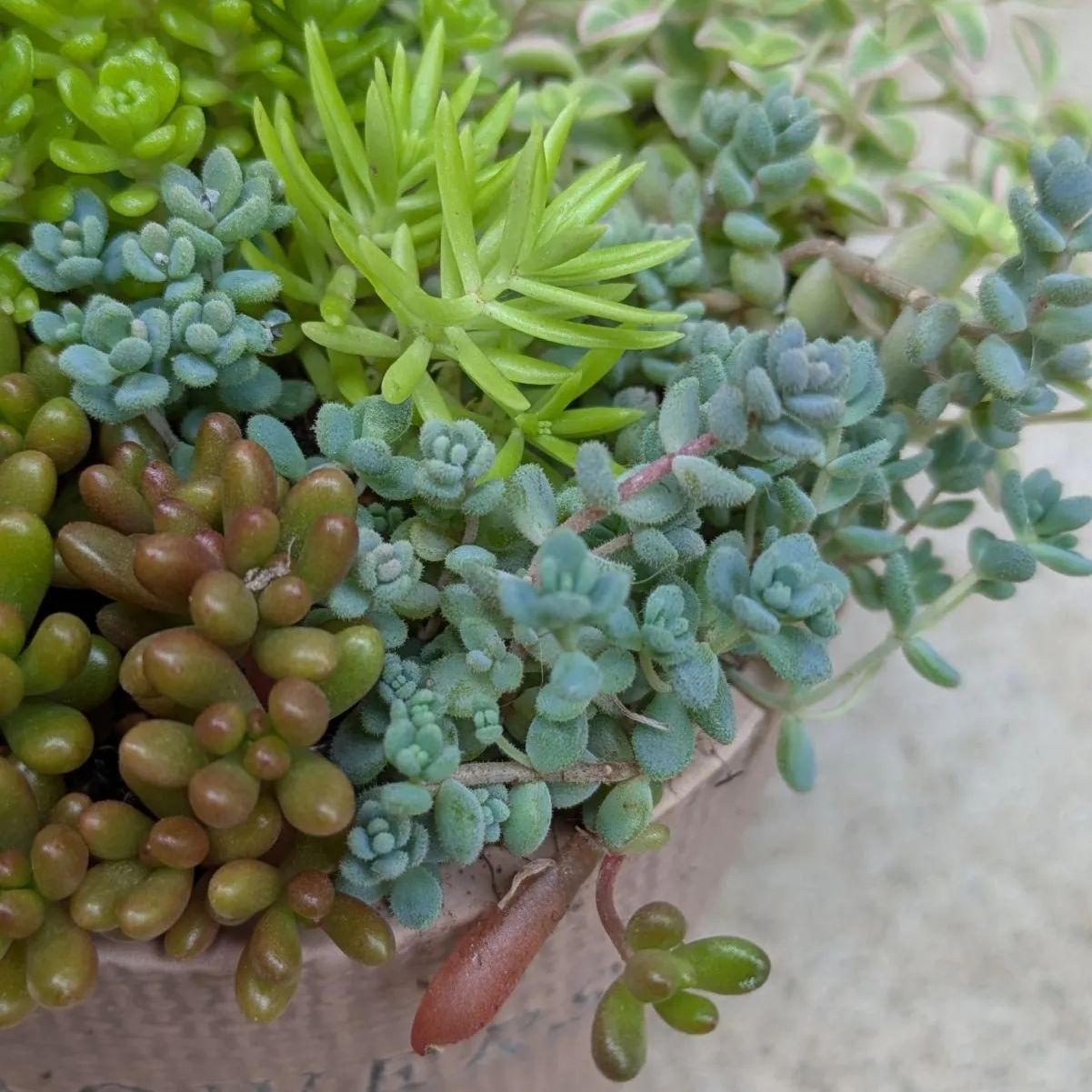 多肉植物 抜き苗 セダム寄せ植えセット 9センチ - メルカリ