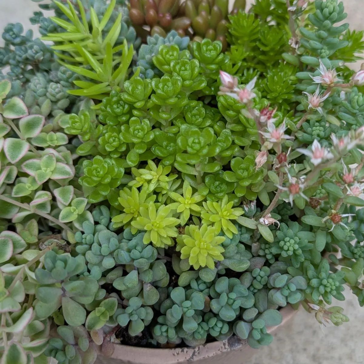 多肉植物 抜き苗 セダム寄せ植えセット 9センチ - メルカリ