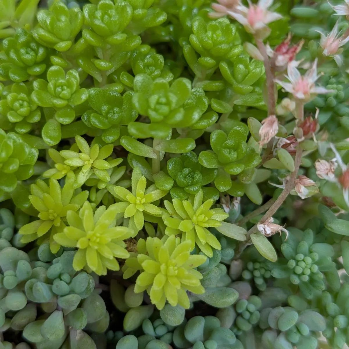 多肉植物 抜き苗 セダム寄せ植えセット 9センチ - メルカリ