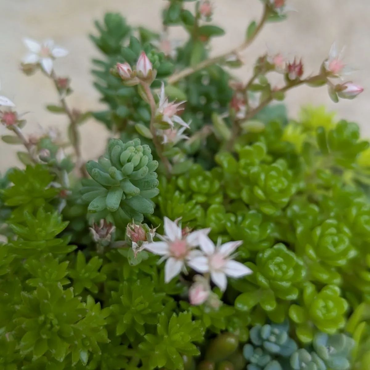 多肉植物 抜き苗 セダム寄せ植えセット 9センチ - メルカリ