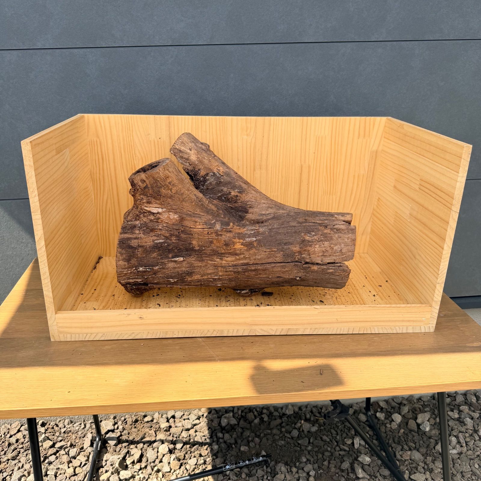 セレクト流木(現物発送)061103 セレクト流木(現物発送)061103