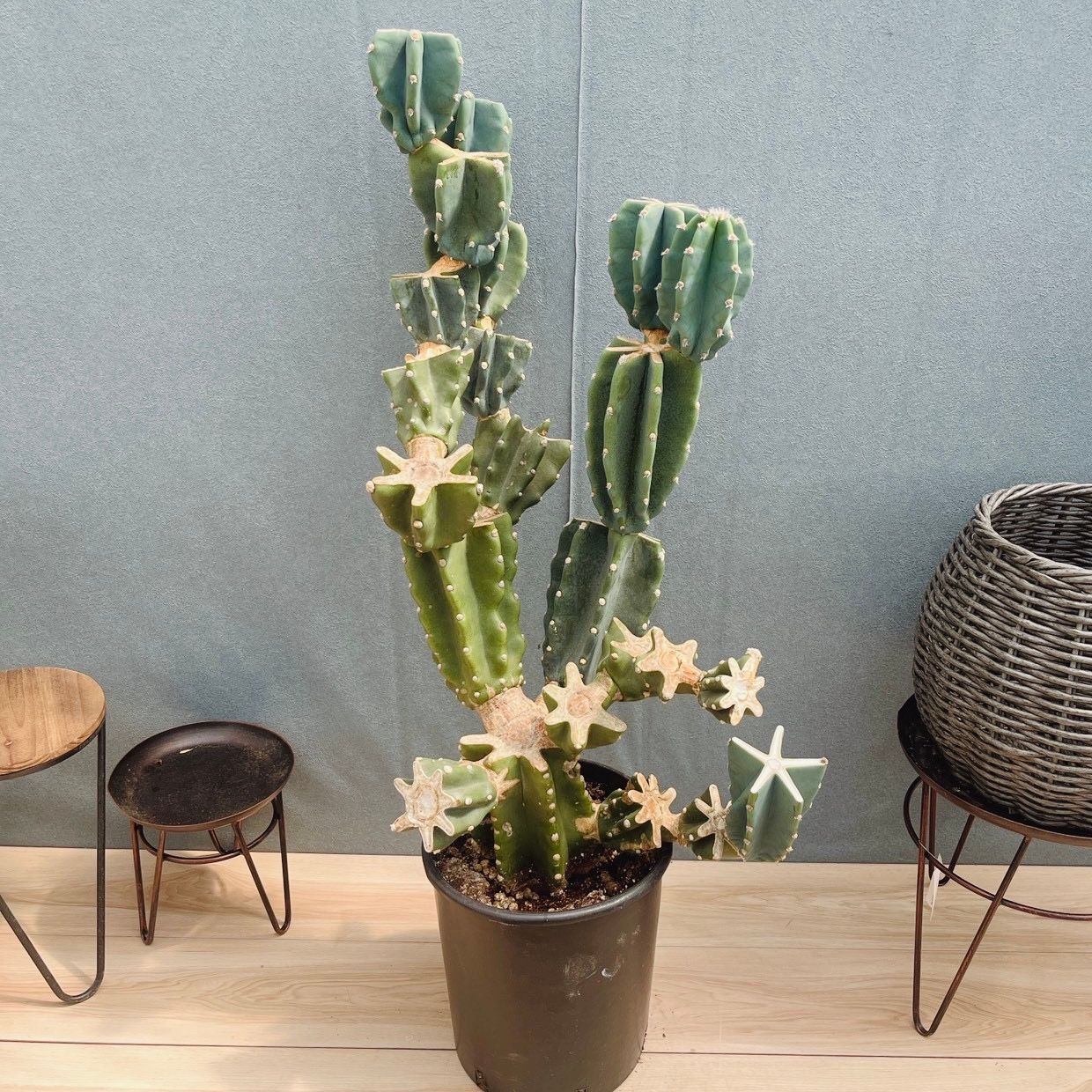［現品］7番　柱サボテン　鬼面角 ブランチ　8号　観葉植物　室内　大型　多肉植物　おしゃれ　人気